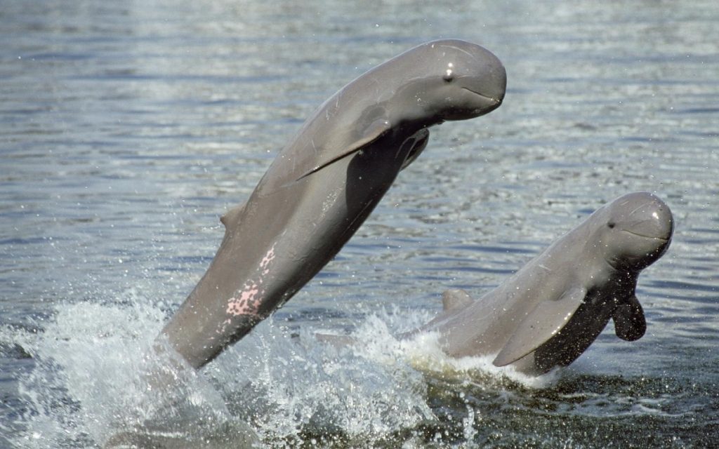 Expérience 4 Cambodge A la recherche des dauphins du Mekong