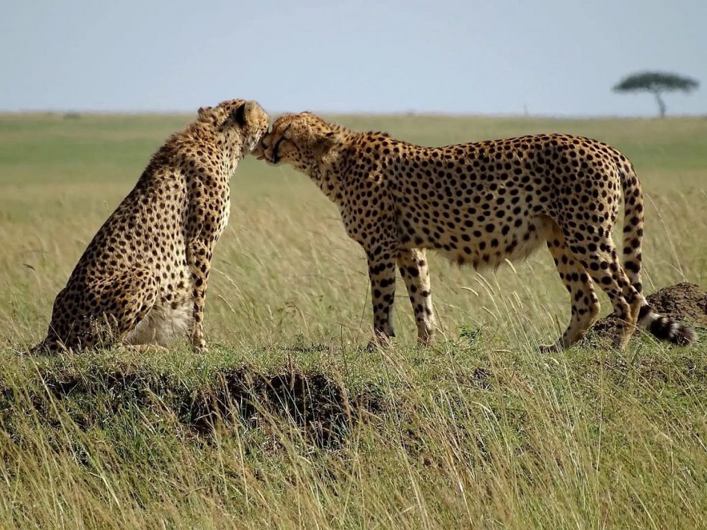 Expérience 3 Kenya A la recherche des Big Five dans la réserve du Masai Mara