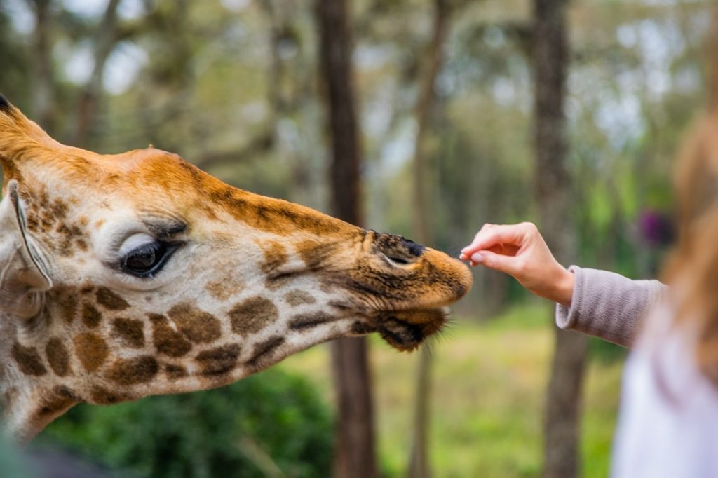 Expérience 4 Kenya Je soutiens une espèce menacée au Langata Giraffe Center