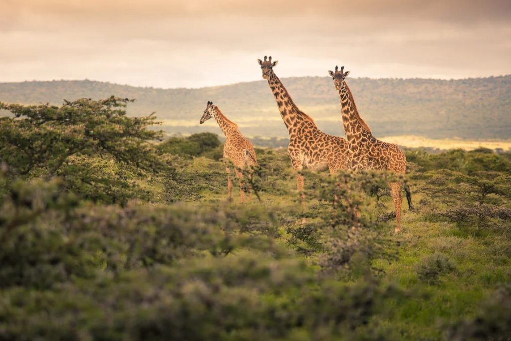 Kenya Masai Mara girafes