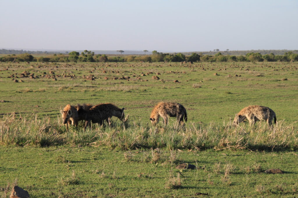 Voyage responsable au Kenya Safaris - Slow Trotteurs