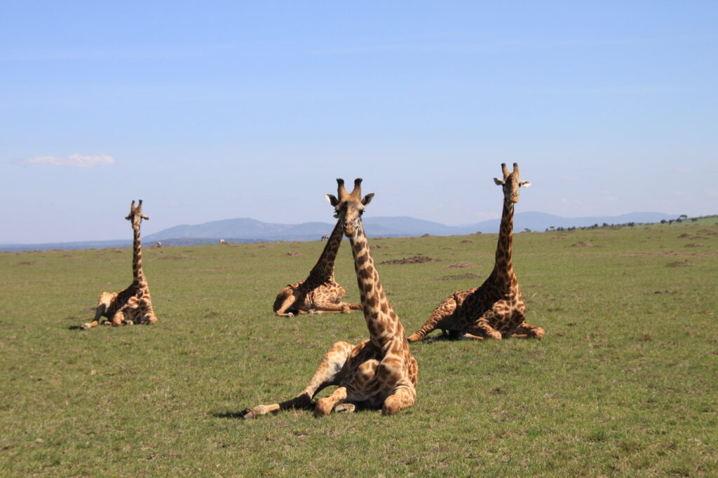 Voyages responsables au Kenya Safaris - Slow Trotteurs