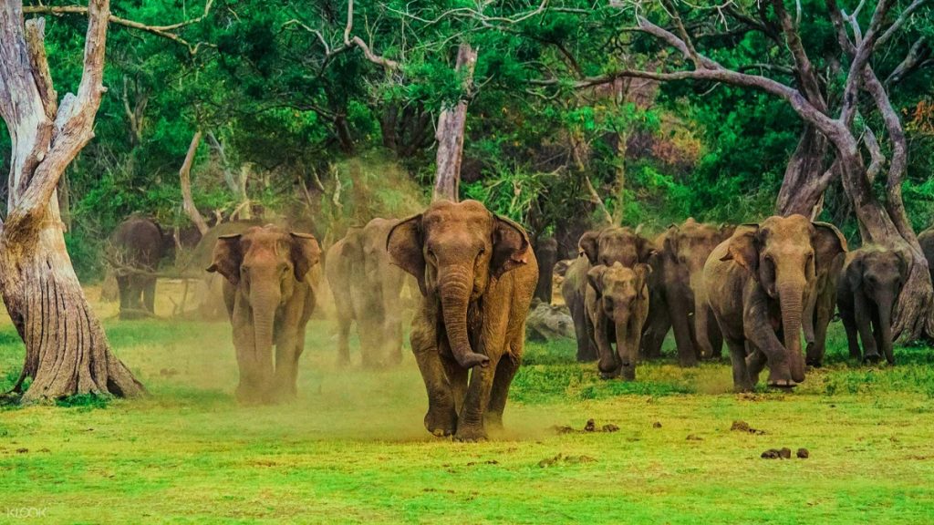 Expérience 14 Sri Lanka A la recherche des éléphants dans la réserve de Minneriya