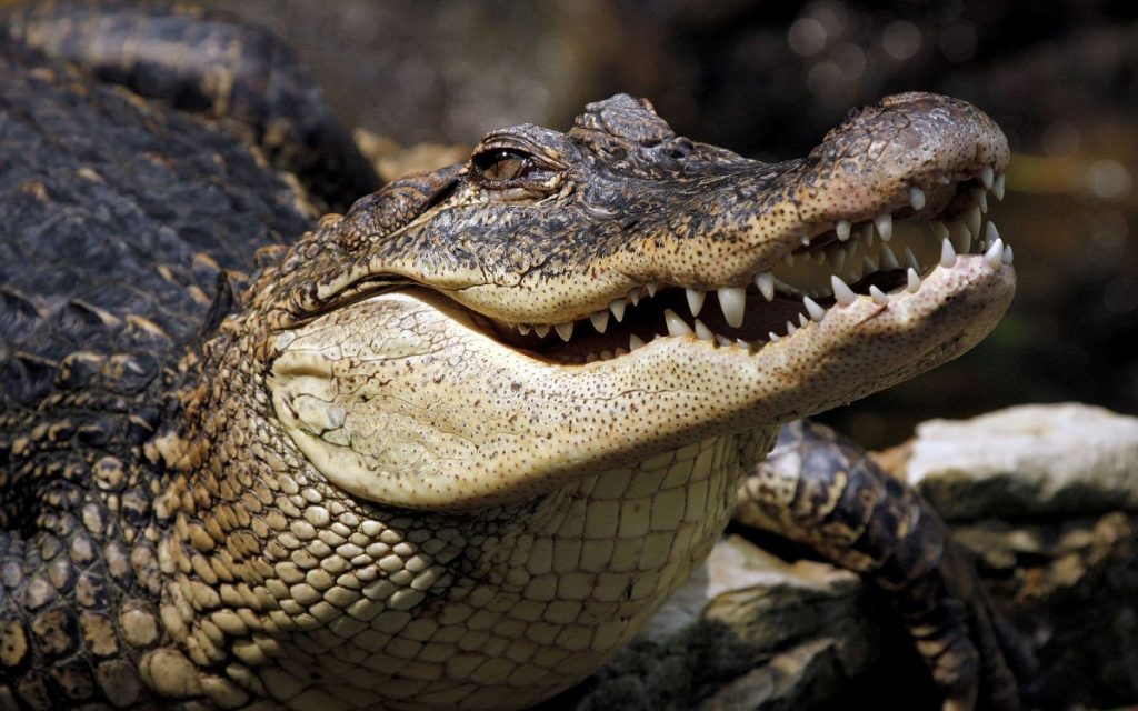 Expérience 6 Sri Lanka A la recherche des crocodiles dans la réserve de Udawalawe