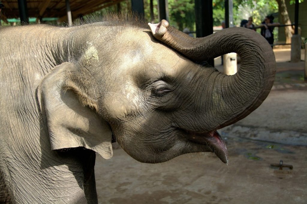 Expérience 7 Sri Lanka Je soutiens les éléphants orphelins à Elephant transit Home à Udawalawe