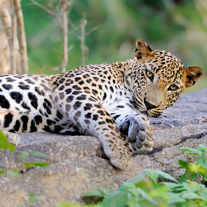 yala-leopard-1