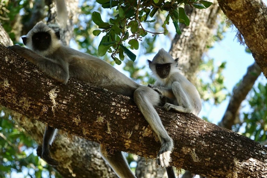 Expérience 5 Sri Lanka Je participe à la protection des Singes à Human Family meets Monkey Family
