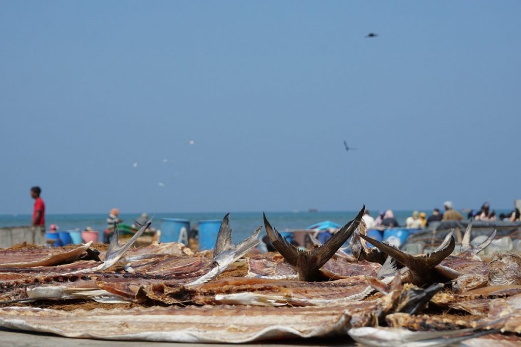 Marché aux poissons de Negombo Sri Lanka Slow Trotteurs
