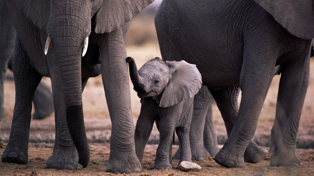 Sri Lanka en Famille Elephanteau – Slow Trotteurs