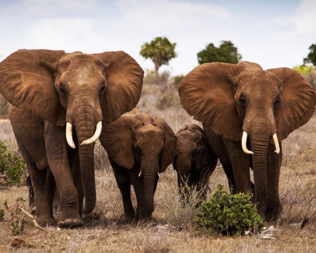 Sri Lanka en Famille Elephants – Slow Trotteurs