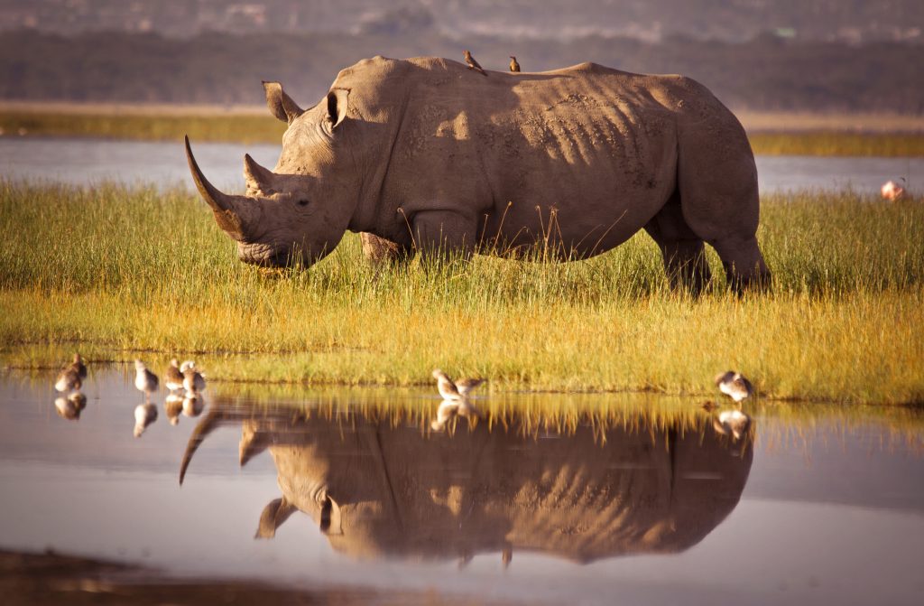 Voyages responsables au Kenya Safaris - Slow Trotteurs