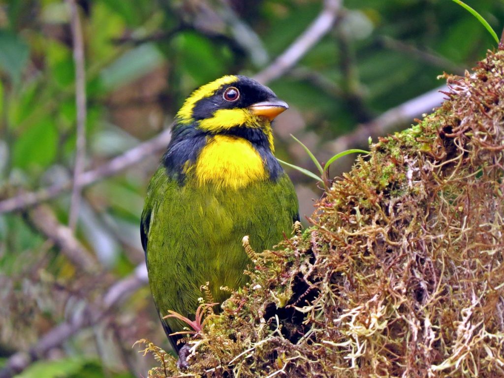 Expérience 3 Colombie randonnée Parc National Tatama Oiseaux
