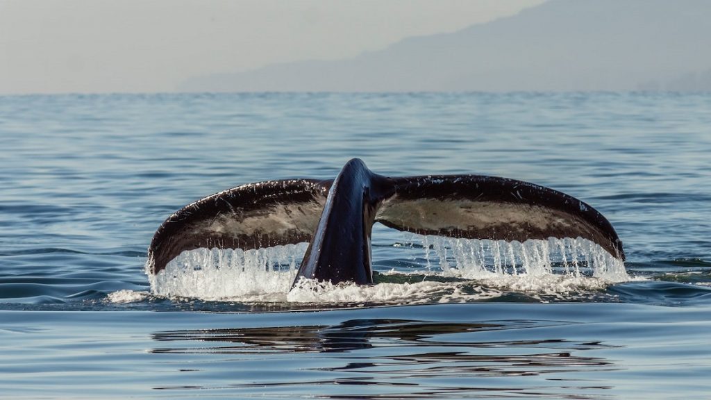 Expérience 9 Colombie A la recherche des baleines à bosse cote pacifique