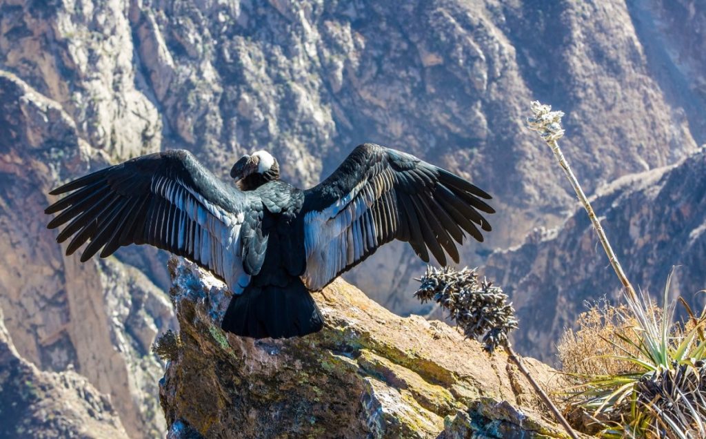 Expérience 7 Pérou J_assiste au survol des Condors